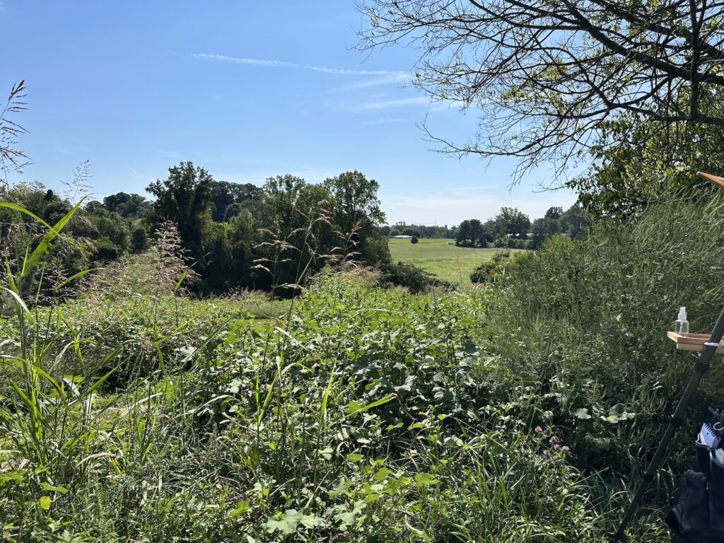 Plein air setting of grassland bordered by trees, masses of flowers against clear sky at Stuart & Emma Thomas Memorial Trails